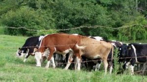 Cows eating from green pastures