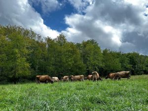 Small group of cow eating