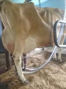 Cow milk extraction process