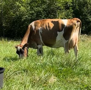 Cow feeding from pasture