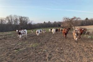 cows walking along pastures