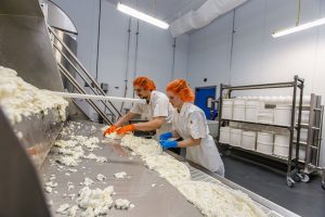 workers accumulating cheese into shape buckets
