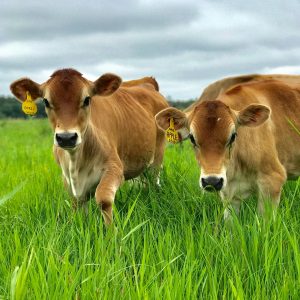 cows from cald and clover creamery