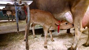 Calf feeding from cow