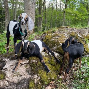 Goats from lavender hills farm