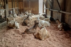 Group of goats liying down