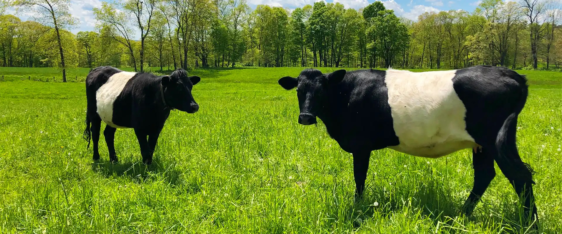 black and white cows in a bright green field